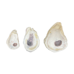 Flat Oyster Sizes
