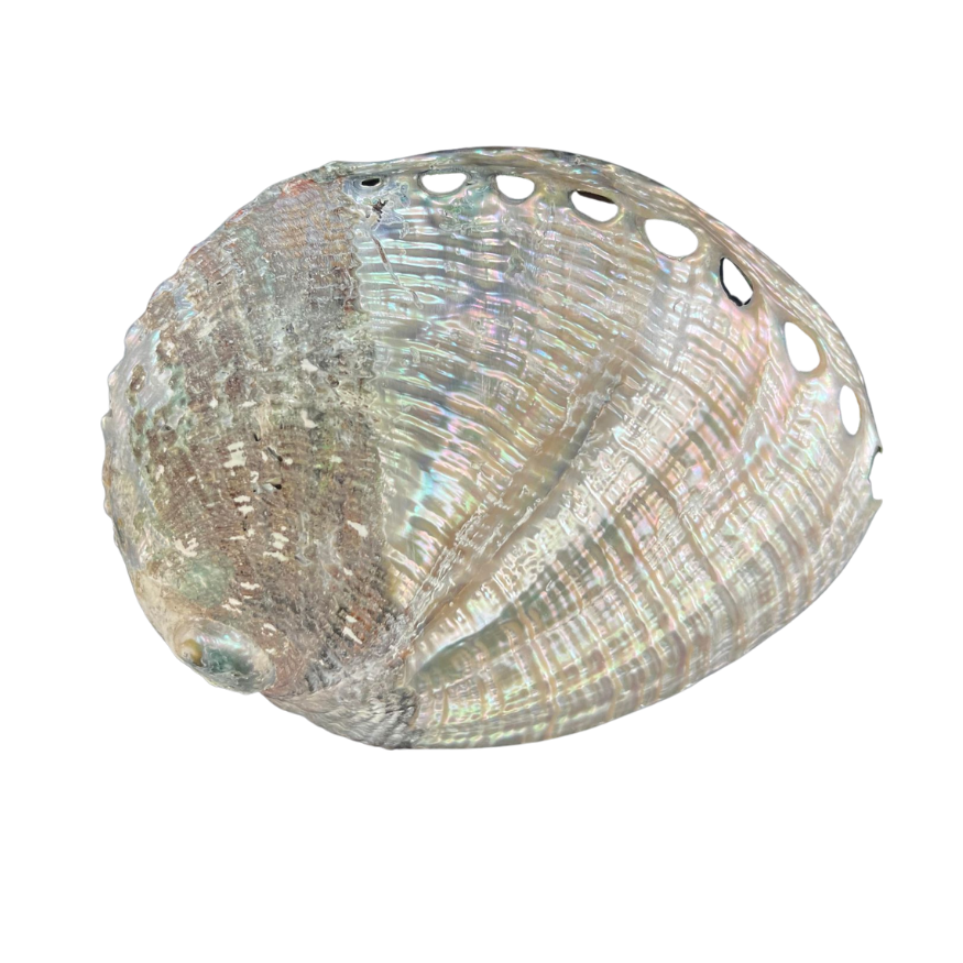 Blue | Half Polished | Abalone | The Shell Connection