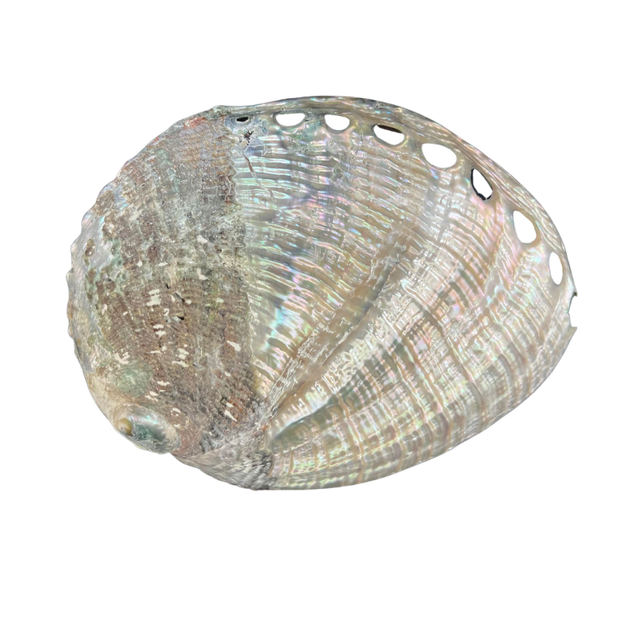 Blue | Half Polished | Abalone | The Shell Connection