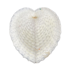 Heart Cockle