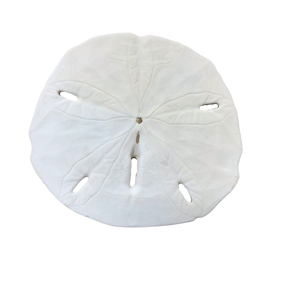 Keyhole | Sand Dollar | The Shell Connection Keyhole | Sand Dollar | The Shell Connection
