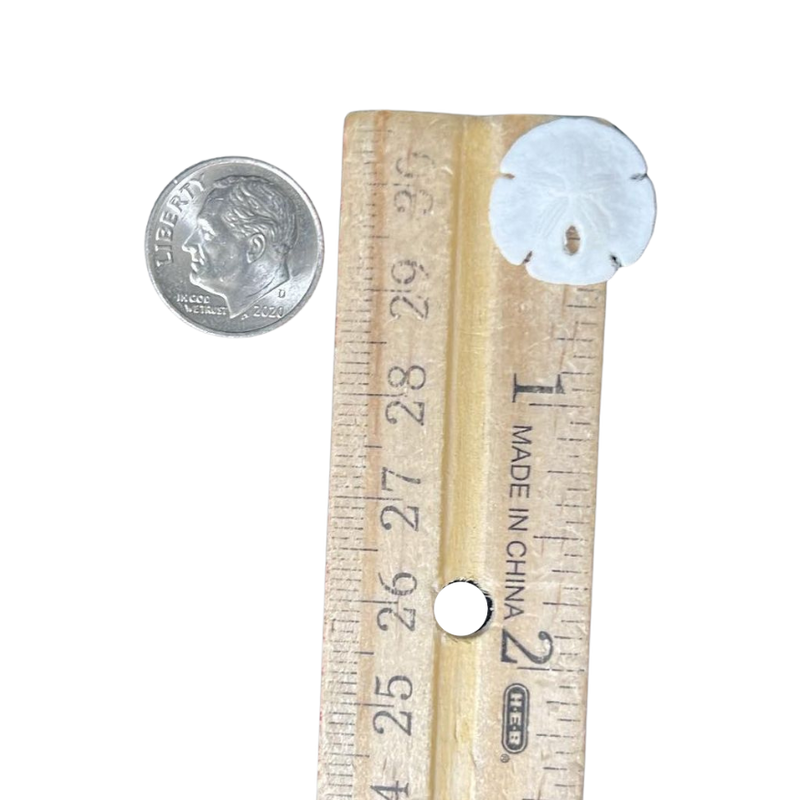 Florida Keyhole Sand Dollar - (10 sand dollars approx. 1-1.25 inches)