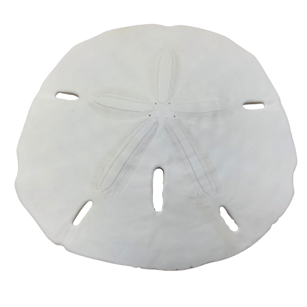 Keyhole | Sand Dollar | The Shell Connection Keyhole | Sand Dollar | The Shell Connection