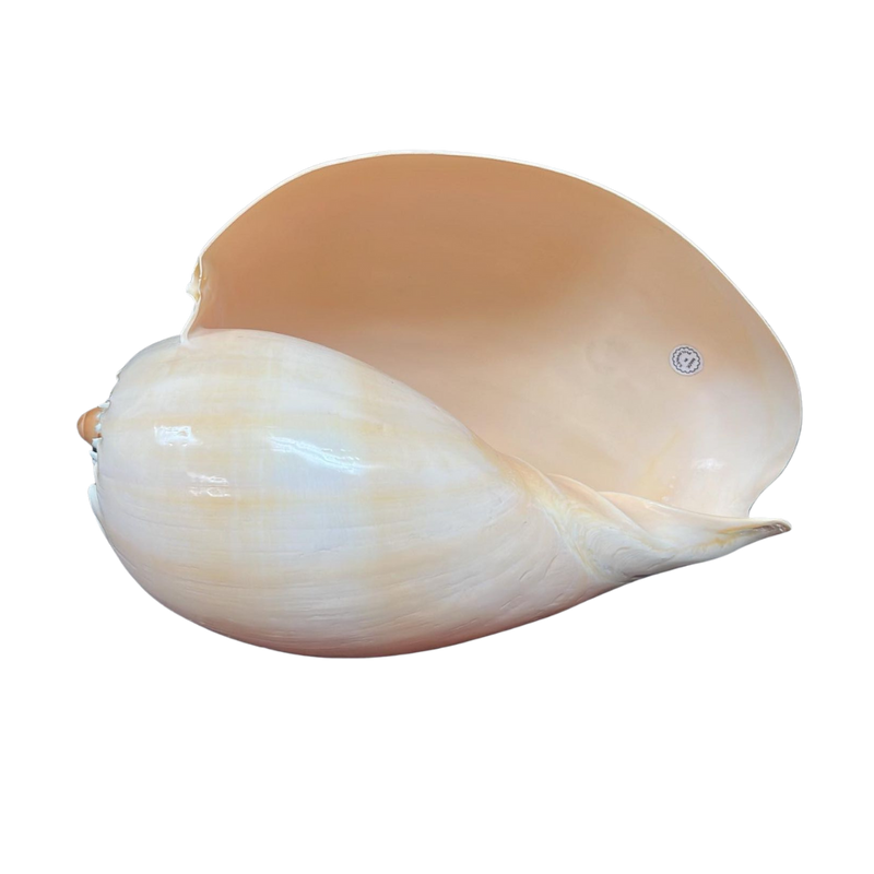Melo | Diadema | The Shell Connection Melo | Diadema | The Shell Connection