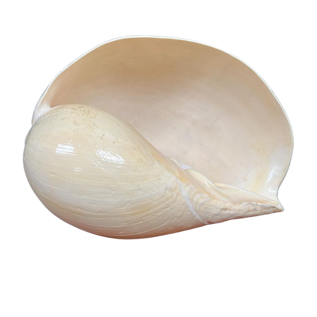 Melo | Melo | The Shell Connection Melo | Melo | The Shell Connection