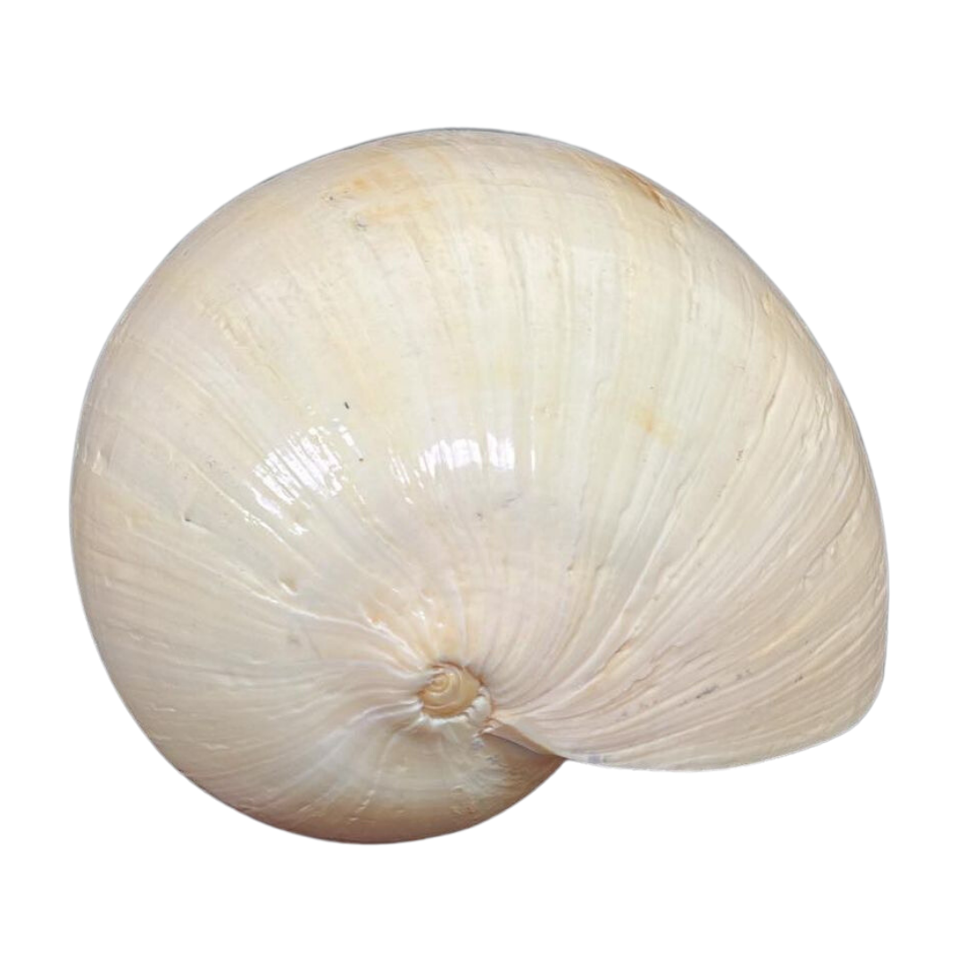 Melo | Melo | The Shell Connection Melo | Melo | The Shell Connection