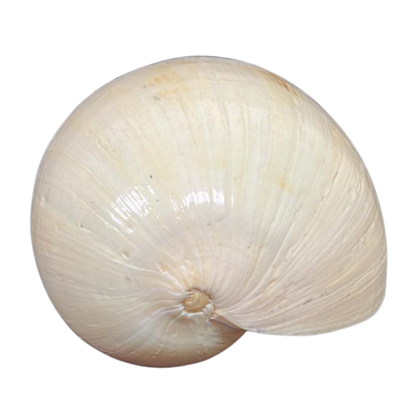 Melo | Melo | The Shell Connection