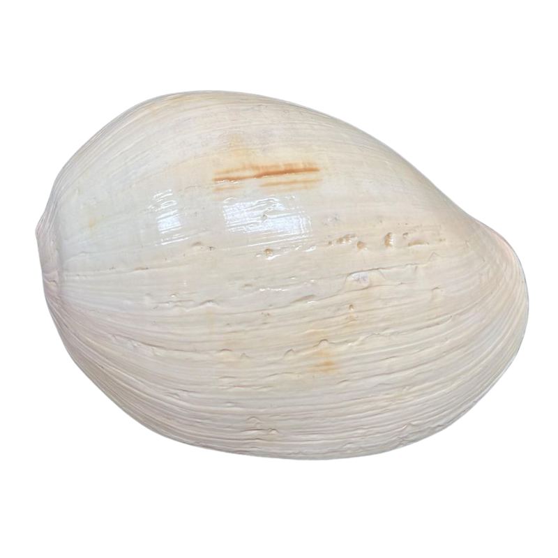 Melo | Melo | The Shell Connection Melo | Melo | The Shell Connection