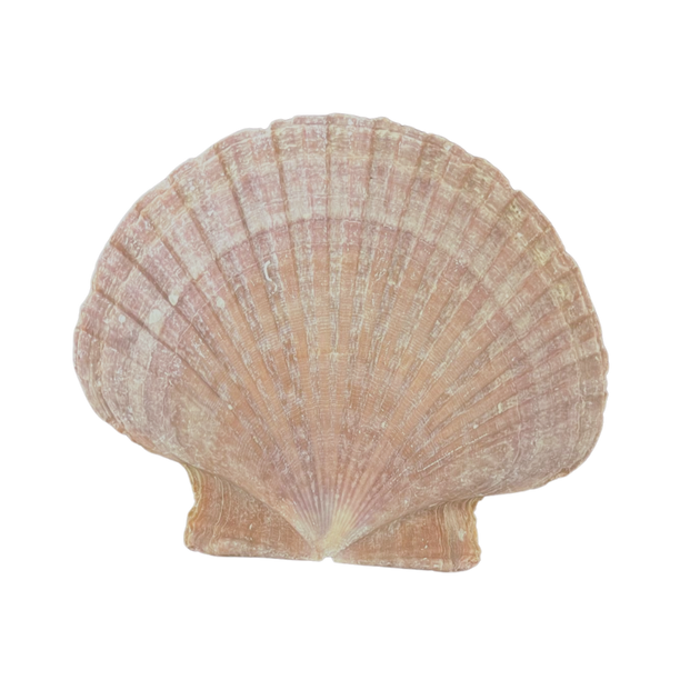 Large Square Flat Shell Mexican | Flat | The Shell Connection