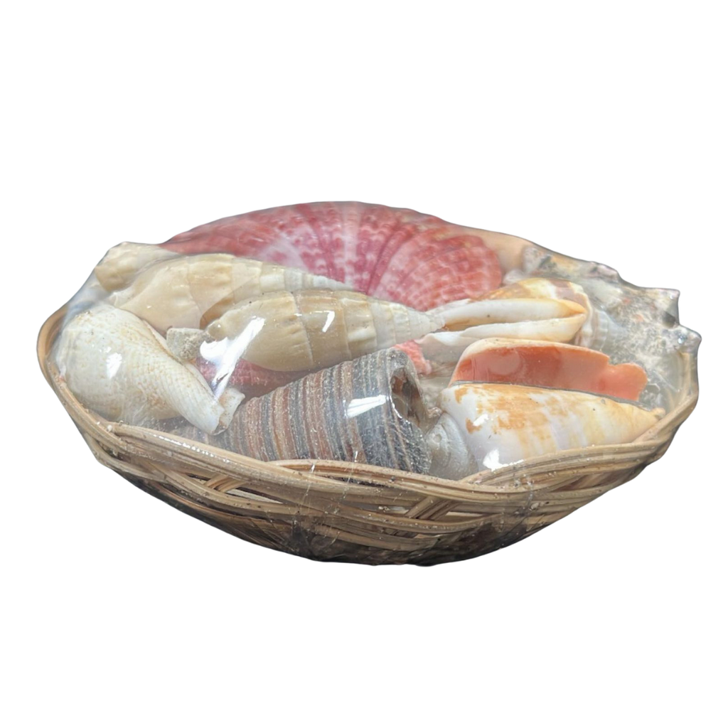 Small | Assorted Shells | Midrib Basket | The Shell Connection