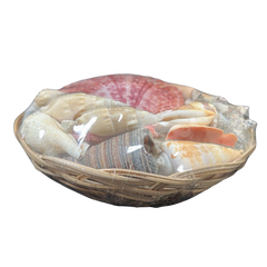 Small | Assorted Shells | Midrib Basket