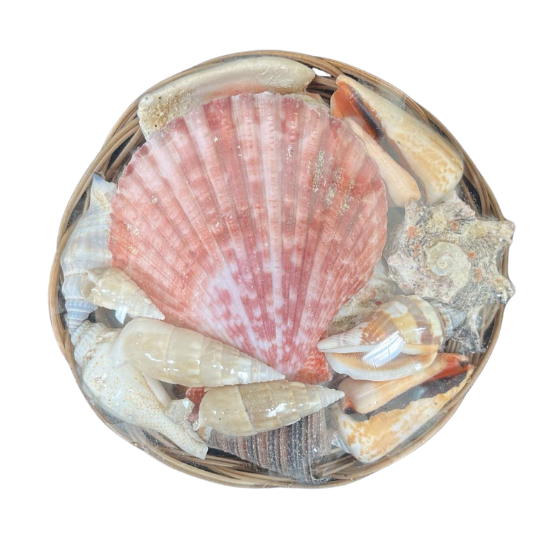 Small | Assorted Shells | Midrib Basket
