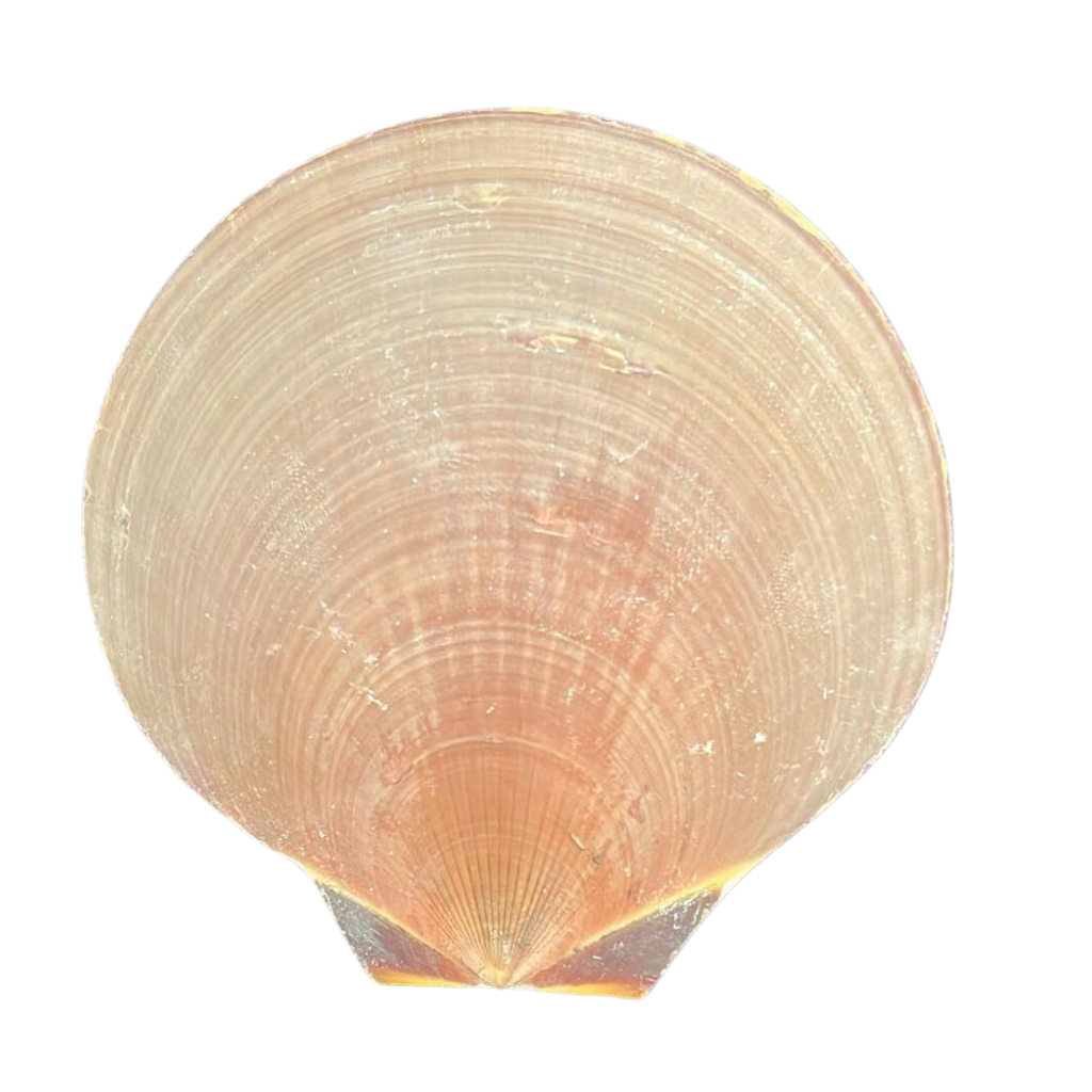 Mooano Shell Moon Scallop | The Shell Connection