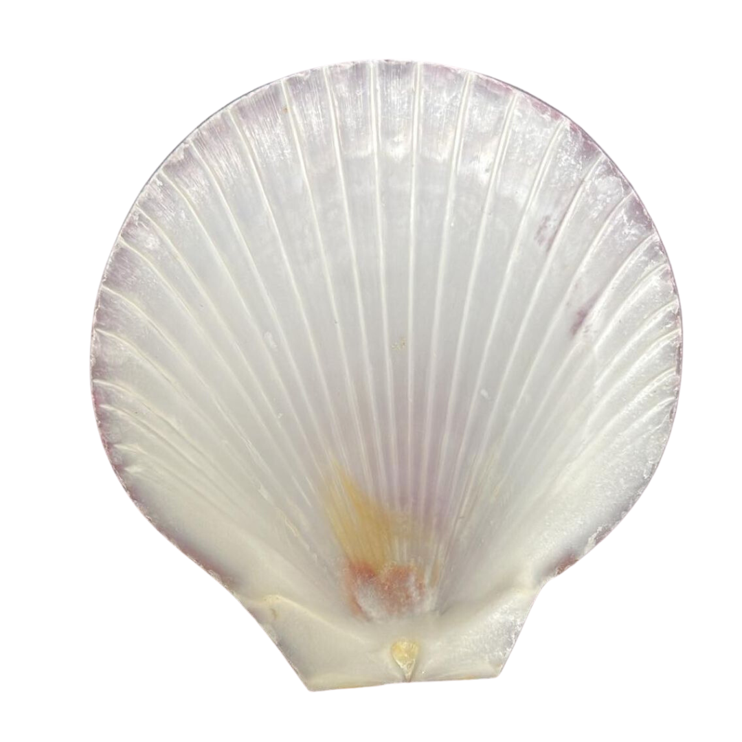 Scallop Shell - **Mini (2 in.)