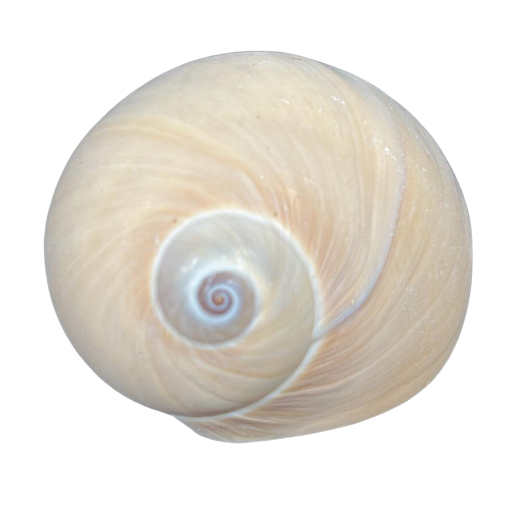 Shark Eye Moon Snail | The Shell Connection