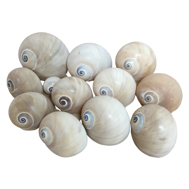 Shar Eye Shell Shark Eye Shell Snail Medium Whales Shark Eye Snail Shell Processed