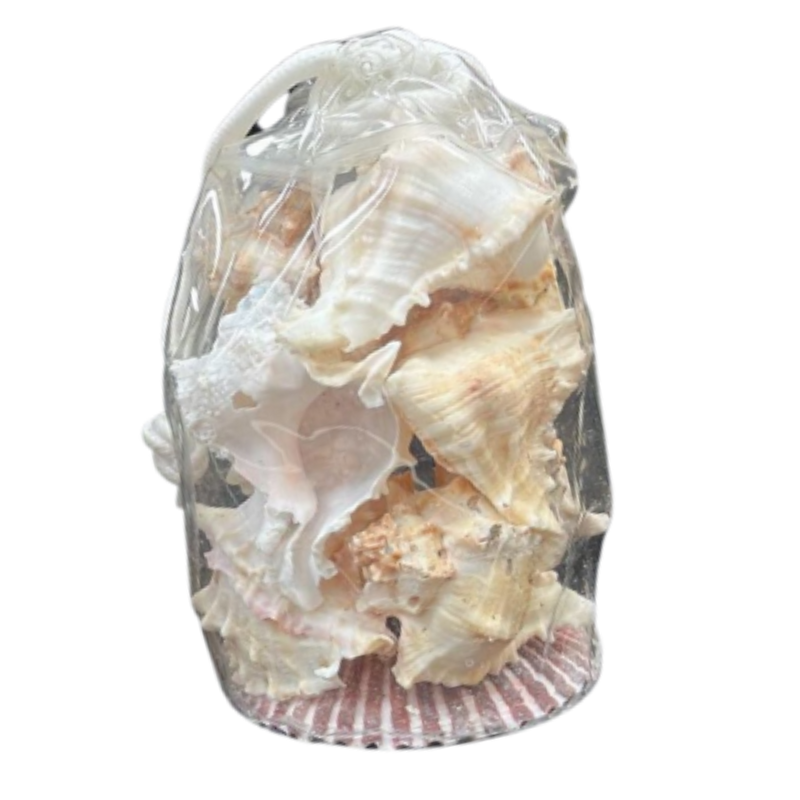 Assorted Shells | Small | Vinyl Bag