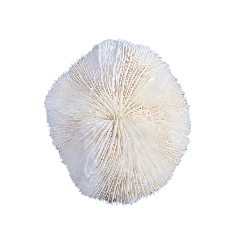 Mushroom | Coral