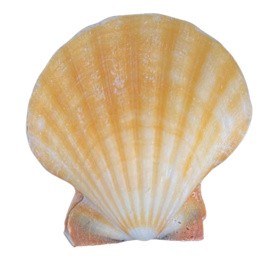 Orange | Whole | Pecten | The Shell Connection