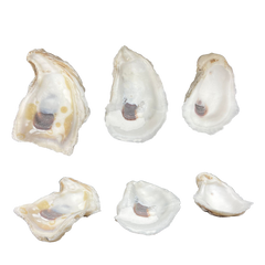 Oyster Shells | Normal