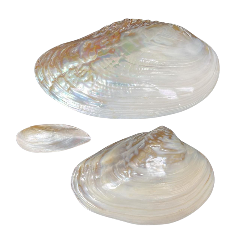 Freshwater Clam