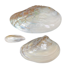 Polished | Fresh Water River Clam