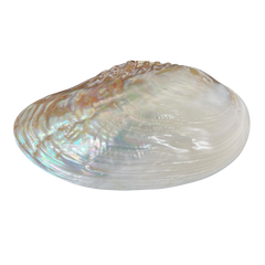 Polished | Fresh Water River Clam