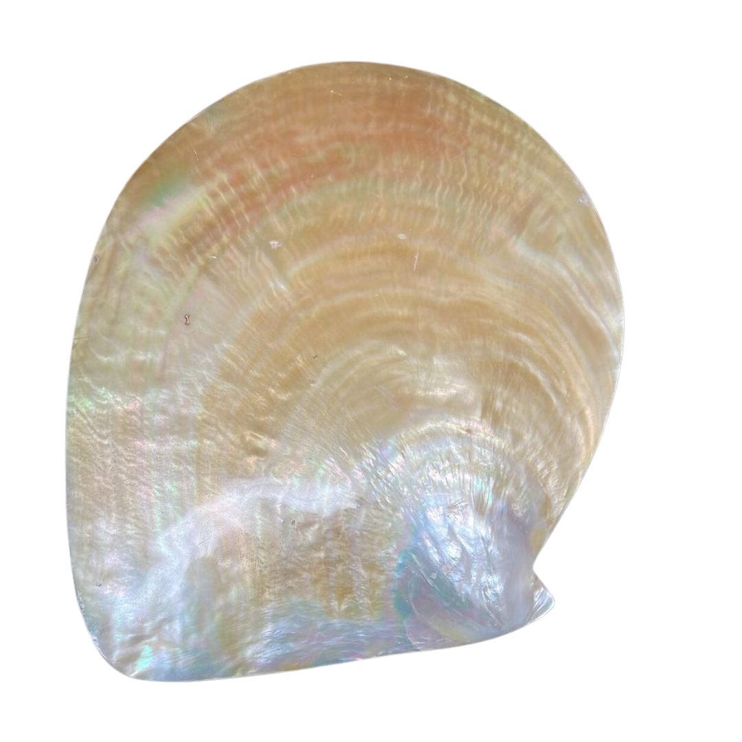 Large, Polished, Mother of Pearl