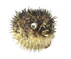 Porcupine Fish | Blowfish | Ornament