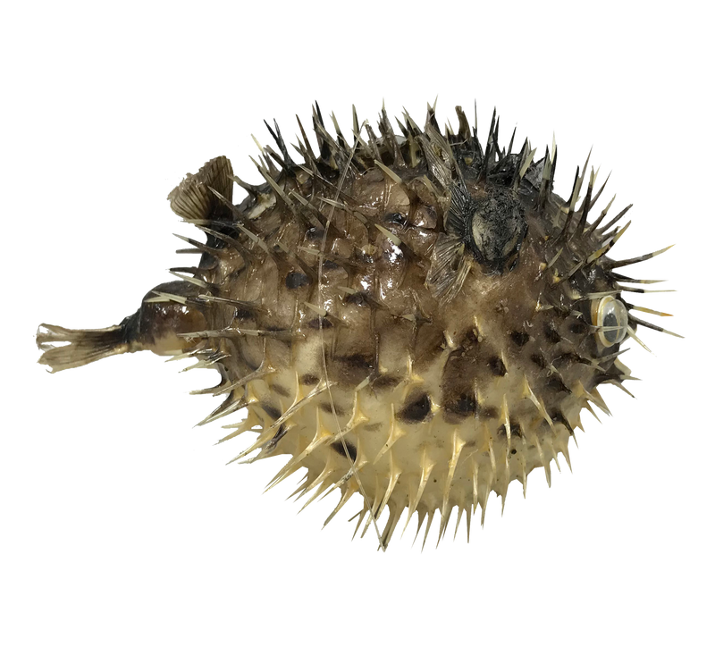 Porcupine Fish | Blowfish | Ornament