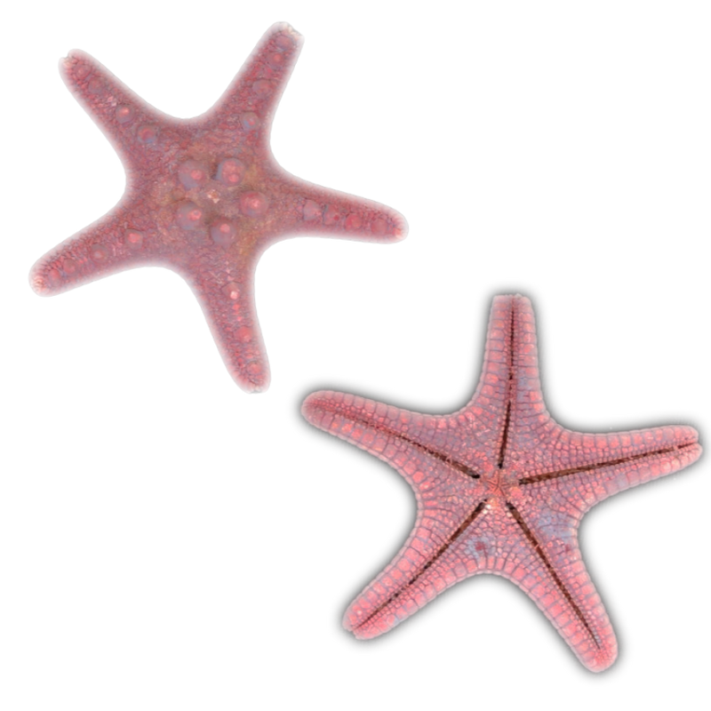 Starfish Shell Transparency Pink Starfish