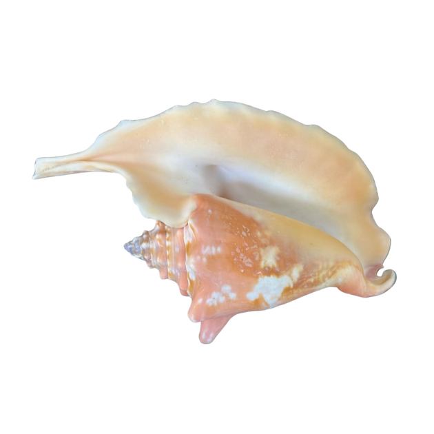 Rooster | Conch | The Shell Connection