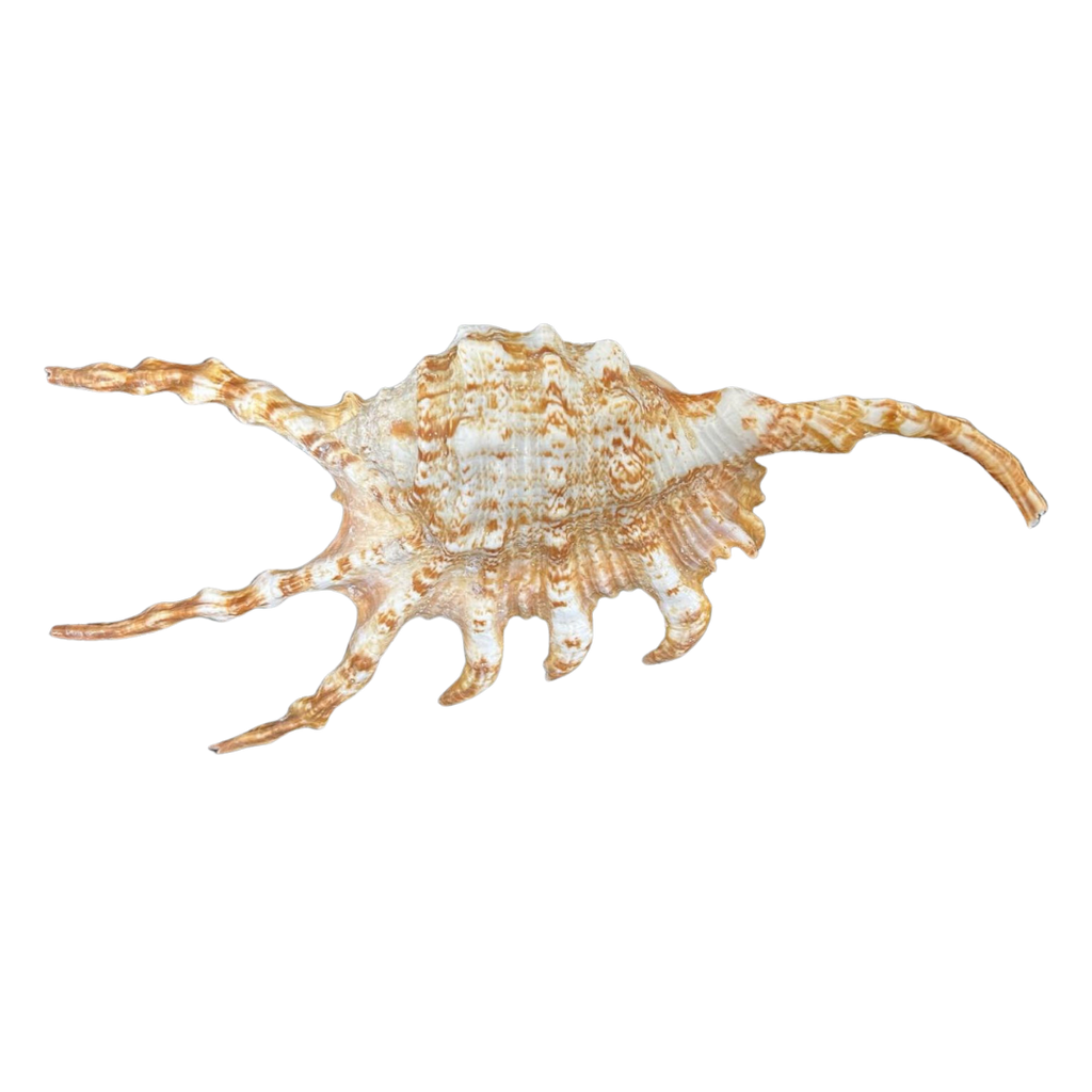 Scorpio | Lambis | The Shell Connection