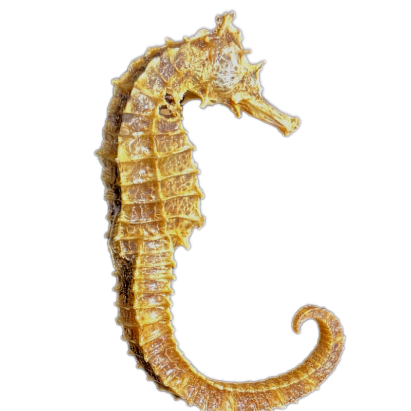 Dried | Seahorse