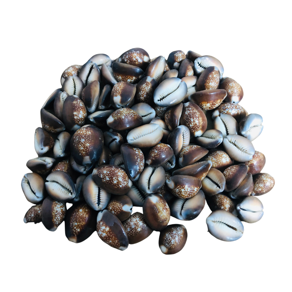 Snakehead Serpents Head Cowrie Cowry Shells Polished Rich Chocolate Br