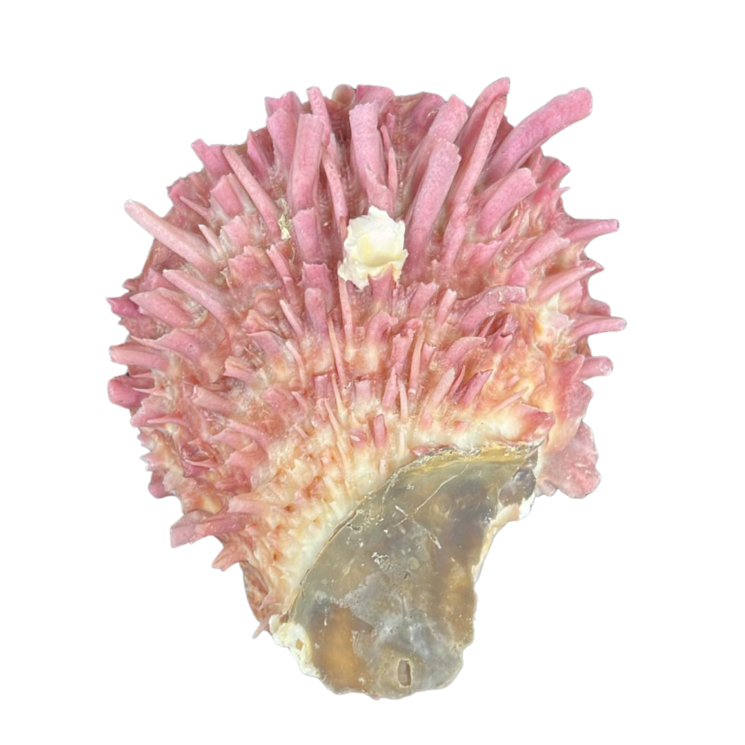 Spiny Oyster The Shell Connection - Main Image