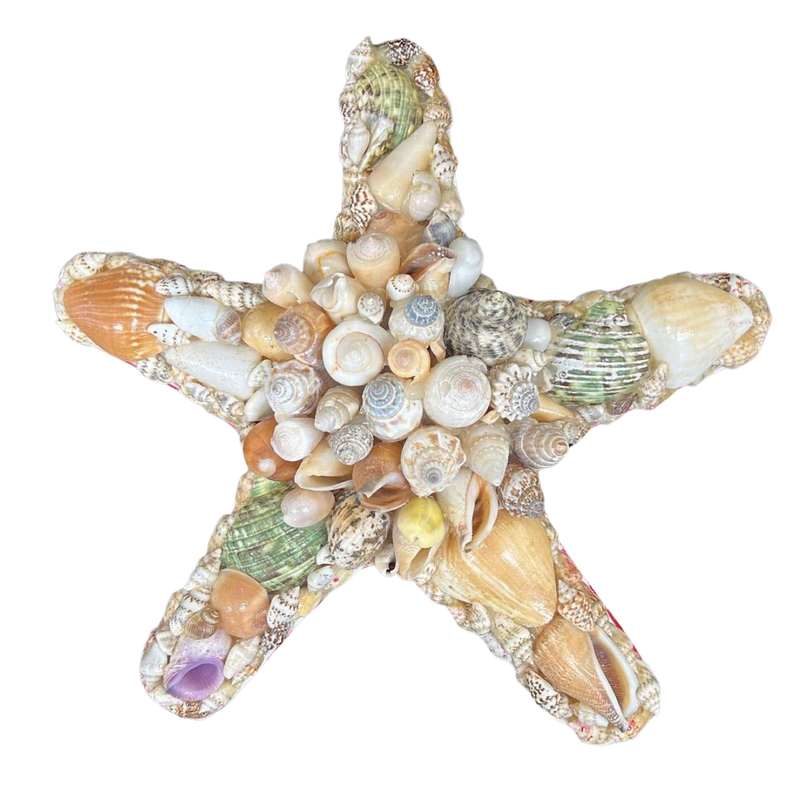 Wall | Starfish | Assorted Shells | Novelty