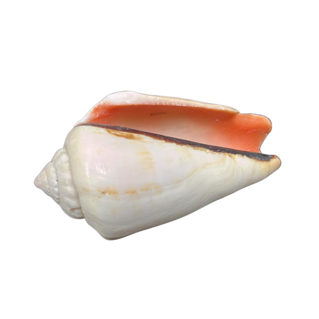 Strawberry Strombus | The Shell Connection