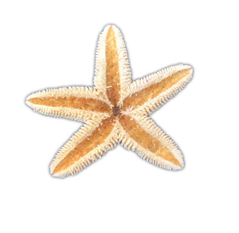 Sugar | Starfish