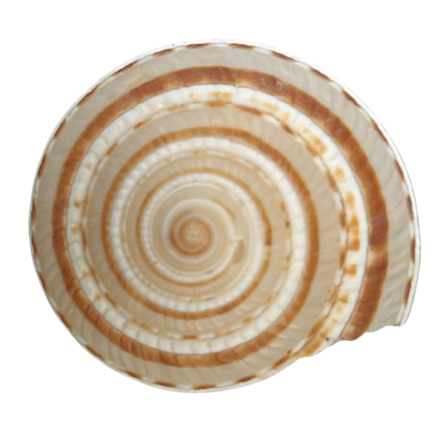 Sundial | The Shell Connection