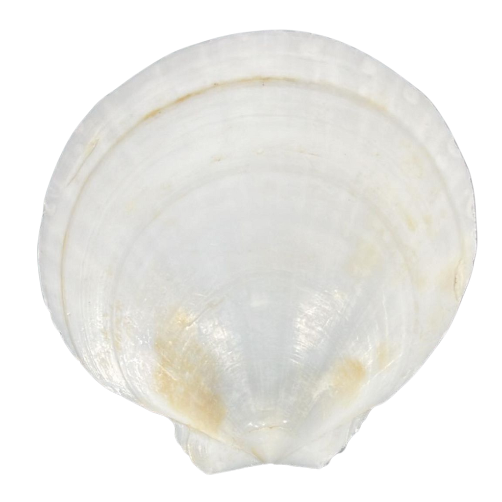 Sun Shell Thing Polished | Sun Shell | The Shell Connection