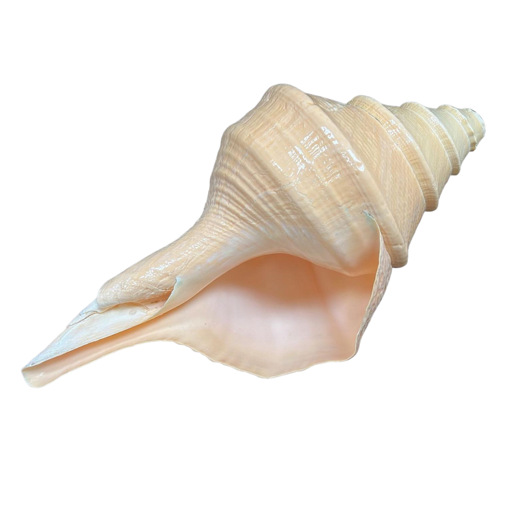 Horn | Syrinx Aruanus | Australian Trumpet | The Shell Connection