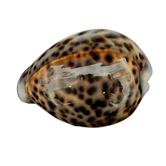 Tiger | Cowrie