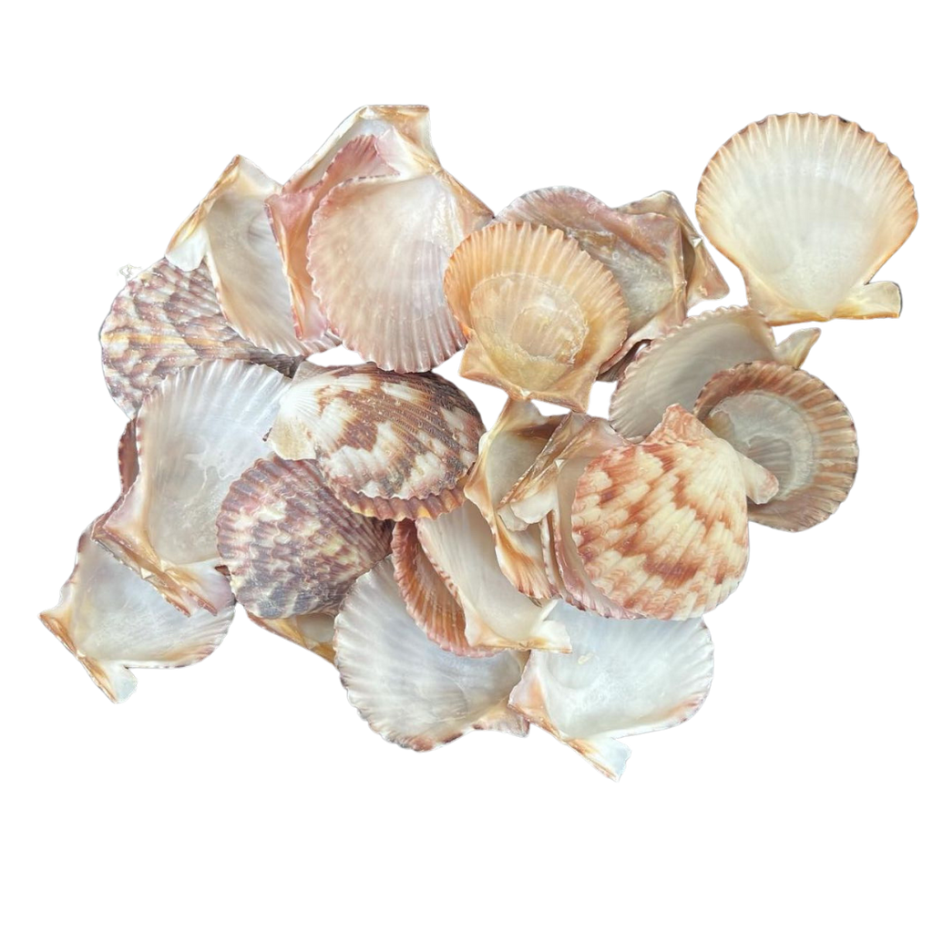 Small Shell Pecten Tiny | Caribbean Pecten | The Shell Connection