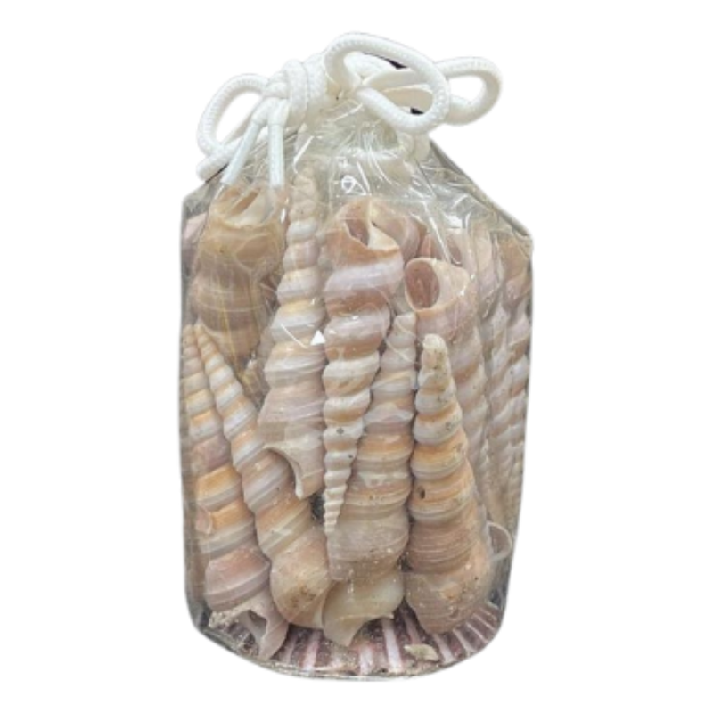 Assorted Shells | Small | Vinyl Bag