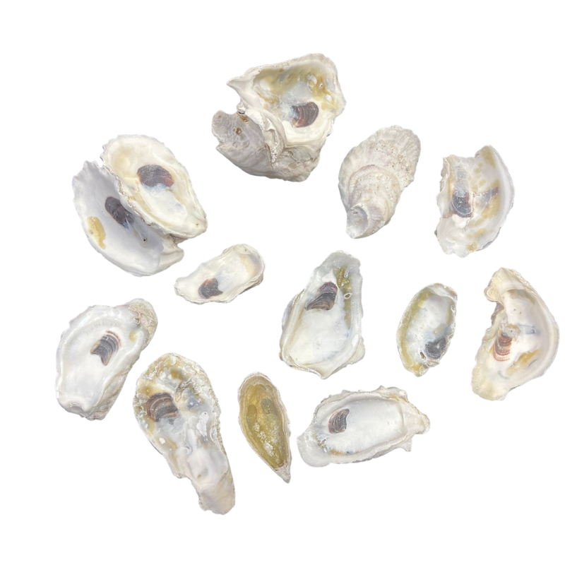 Ugly Oyster Shells | Cheaper | 5 Pounds