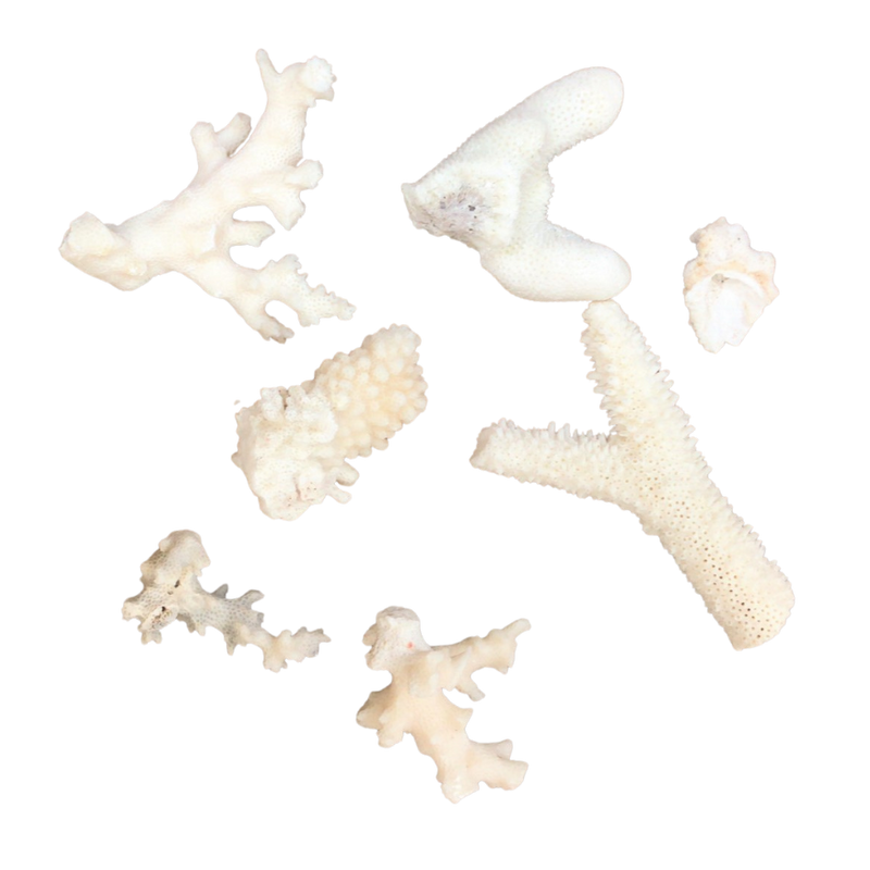 White | Coral | Assorted Broken Pieces