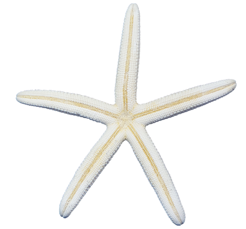 Finger | White | Starfish