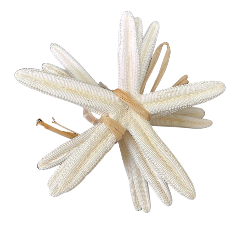 Bundle | Finger | White | Starfish
