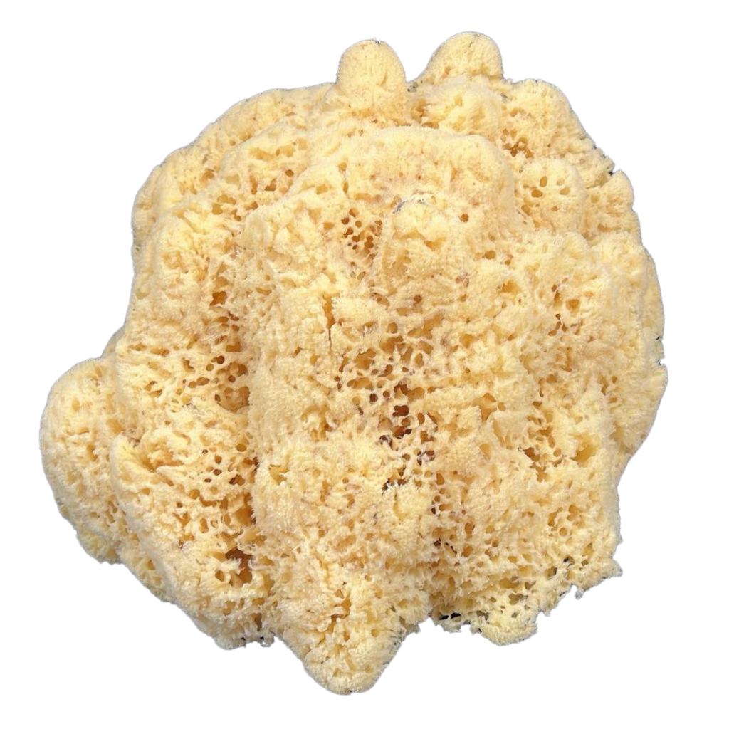 Yellow Sponge The Shell Connection